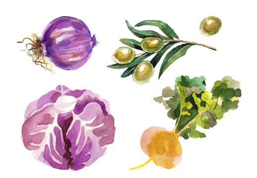 Watercolor painted collection of vegetables. Hand drawn fresh food design elements isolated on white background.