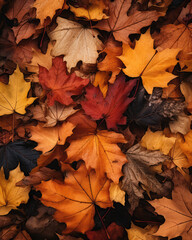 Naklejka na ściany i meble Fallen maple leaves in the autumn forest