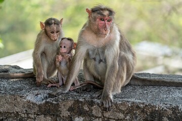 Fototapeta na wymiar Group of monkeys perched atop a tree in the lush green Sanjay Gandhi National Park in Mumbai, India