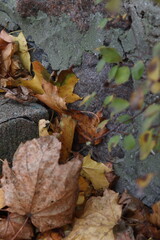 Leaves
