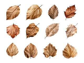 Collection of autumn-dried leaves isolated on a transparent background