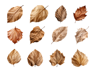 Collection of autumn-dried leaves isolated on a transparent background