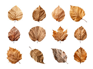 Obraz premium Collection of autumn-dried leaves isolated on a transparent background