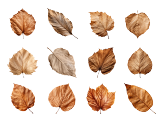 Collection of autumn-dried leaves isolated on a transparent background