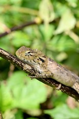 small chamelon climbing on a tree branch, possibly in wild area
