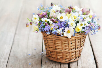 Delicate blooming light springtime flowers in basket, spring blossoming floral festive background, bouquets floral card, selective focus, shallow DOF