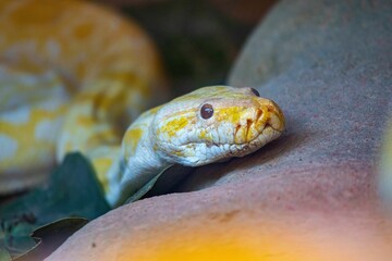 Close-up of the head of an albino Burmese python.