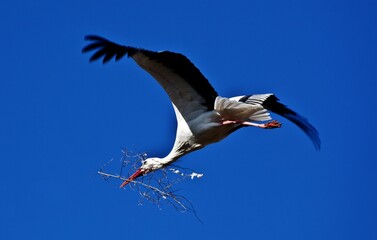 a large white bird with a long beak flies high into the air