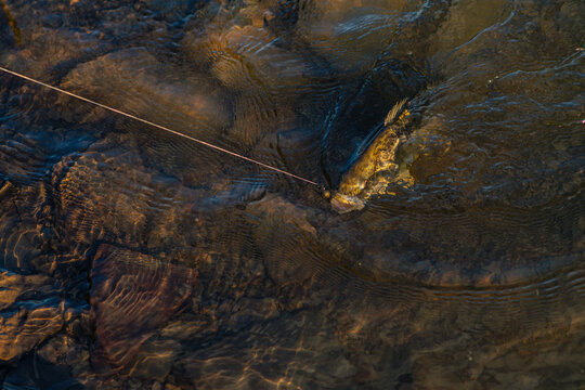 Fish in water on fishing line, hocked by the mouth, selective focus fishing background image, smallmouth bass