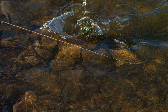 Fish in water on fishing line, hocked by the mouth, selective focus fishing background image, smallmouth bass
