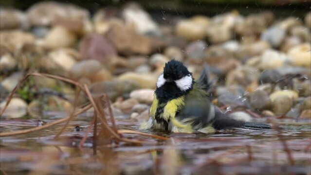 A Great Tit bathing in the water