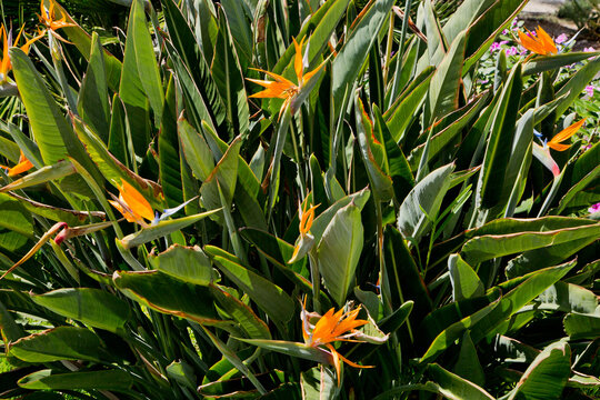 Paradisvogelblume