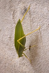 Leaf bug on Magnetic Island near Townsville in Far North Queensland, Australia