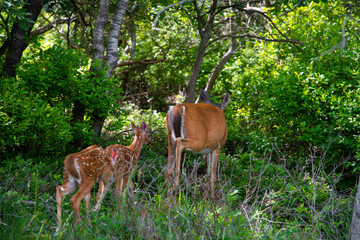New born deer and their mother copy space spring summer season wild life copy space