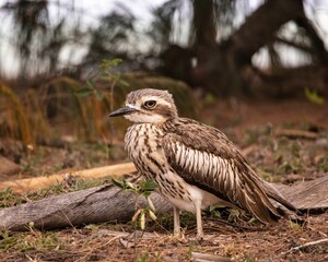 Obraz premium Bush Stone Curlew on Magnetic Island near Townsville in Far North Queensland, Australia