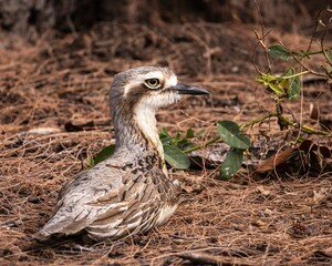 Bush Stone Curlew on Magnetic Island near Townsville in Far North Queensland, Australia