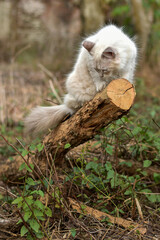 White cat walking on tree trunk, Himalayan cat