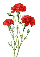 watercolor  red Carnations isolated on white background