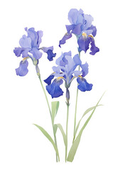 watercolor  blue iris flower isolated