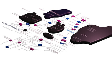Brain circuite mapped onto a 2D surface with technical terms in black, blue and pink on a transparent background