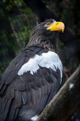 福岡市動植物園の大鷲