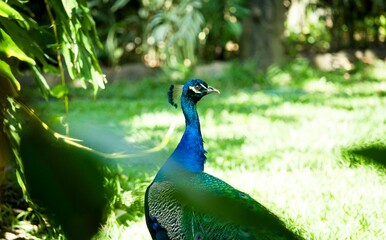 Obraz premium Closeup of a peacock standing in a lush green grassy field