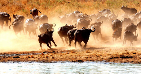 African Buffalo, syncerus caffer, Herd drinking at Water Hole, Tsavo Park in Kenya