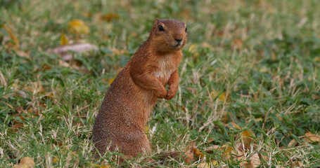 Unstriped Ground Squirrel, xerus rutilus, Adult Eating, Tsavo Parc in Kenya