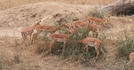 Impala, aepyceros melampus, Group of Female eating Bush, Masai Mara Park in Kenya