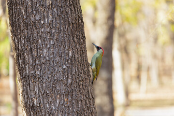 Red-headed woodpecker in the park on a tree trunk