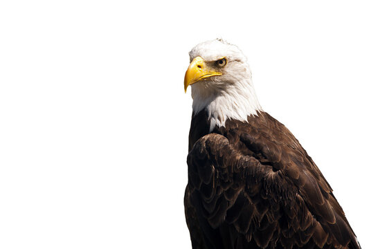 sea eagle isolated on transparent background png file
