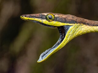 Closeup of a snake revealed through a mouth open wide, showcasing its sharp teeth and long tongue