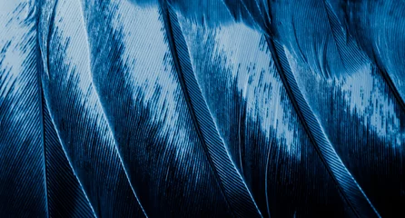Papier Peint photo Lavable Photographie macro blue feather pigeon macro photo. texture or background