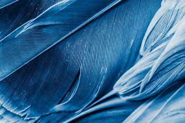 blue feather pigeon macro photo. texture or background