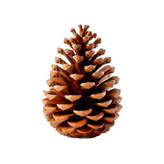 Shortleaf pine cone isolated on transparent background