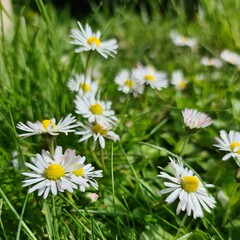 Gänseblümchen © Jonas