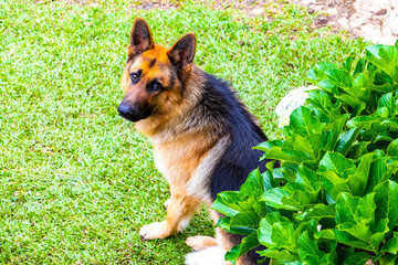 Handsome German shepherd dog peeking out from behind the bushes.