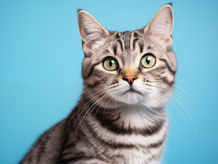 Obraz premium shot of a cat sitting on blue background