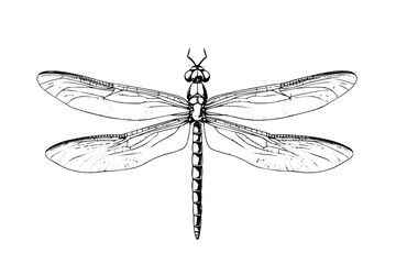 Dragonfly hand drawn ink sketch. Engraved style vector illustration