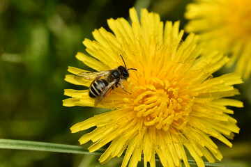 A dark-colored bee collects nectar and pollen from a yellow flower, top view.