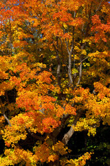 紅葉　秋のイメージ素材（10月、11月）