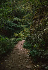 forest