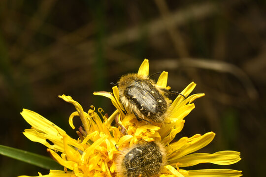 Two beetles called stinking beetles are crawling on a yellow flower.