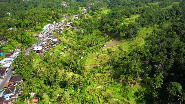Drone footage over Aerial View of Tegallalang village and Rice Field Terrace, Indonesia