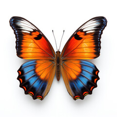 Bright Orange and blue Butterfly  Isolated on Clean White Background