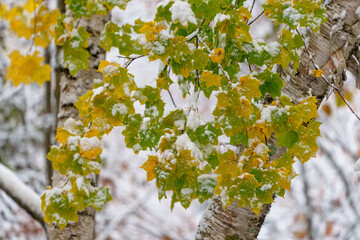 雪と紅葉の季節の境目の絶景　背景素材