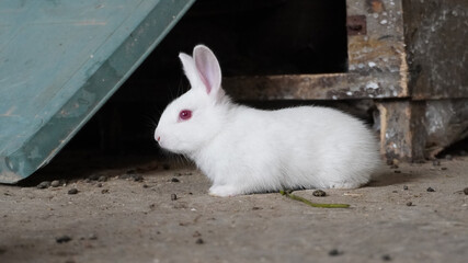 Little and cute baby rabbit.