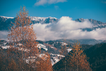 Fairy tale landscape with golden birch branches in the middle of autumn. Amazing view from the base...