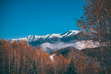 Fairy tale landscape with golden birch branches in the middle of autumn. Amazing view from the base of the snowy rocky mountains.