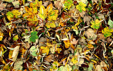 Beautiful maple leaves in autumn sunny day in foreground and blurry background.